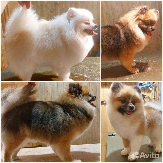 Груминг, стрижка кошек и собак