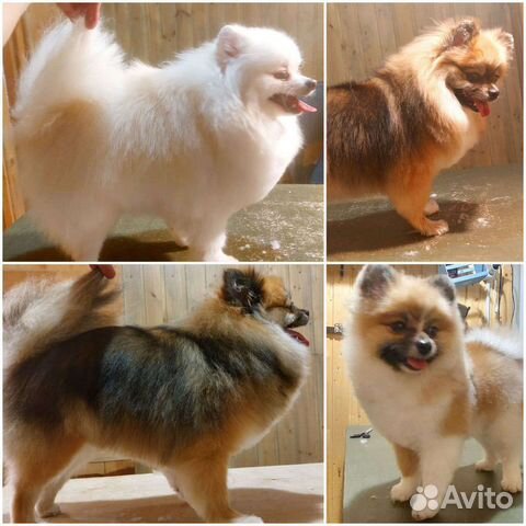 Груминг, стрижка кошек и собак