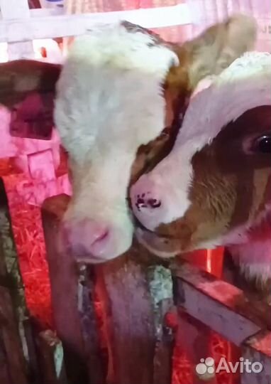 Сименталы симменталы