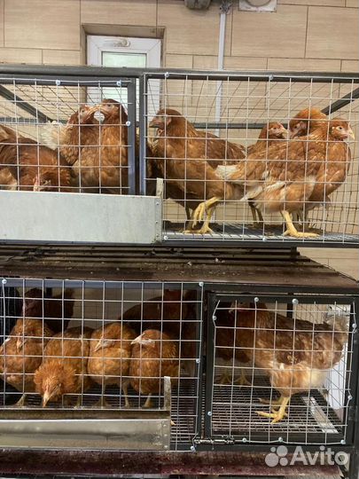 Продажа кур несушек
