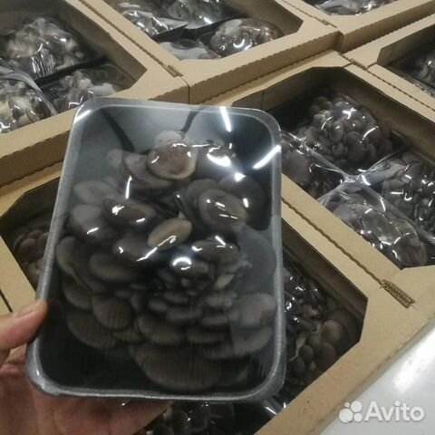 Зерновой мицелий Вешенки купить в Томске | Товары для дома и дачи | Авито