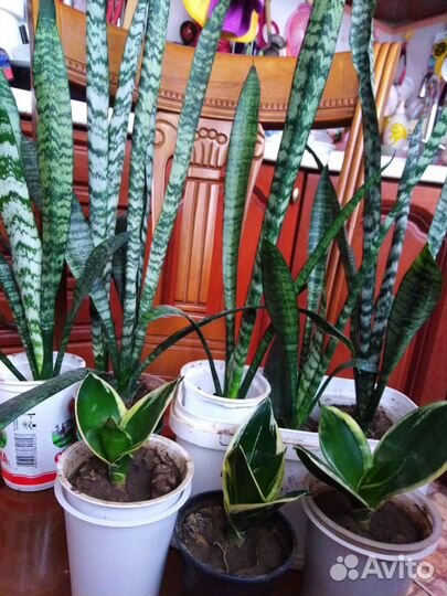 Сансевиерия