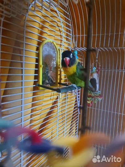 Попугай неразлучники с клеткой