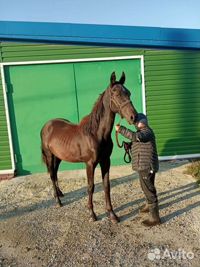 Жеребец орловский