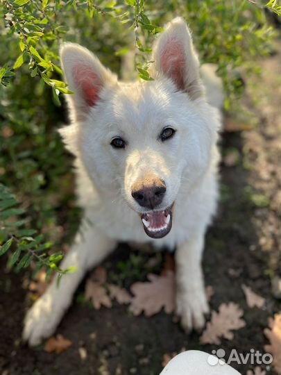 Милые пушистики