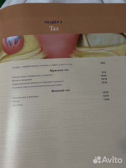 Лучевая анатомия. Грудь, живот, таз. Рентгенология