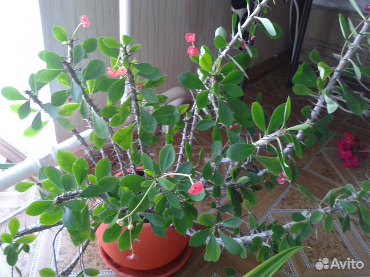 Синадениум, молочай, хойя