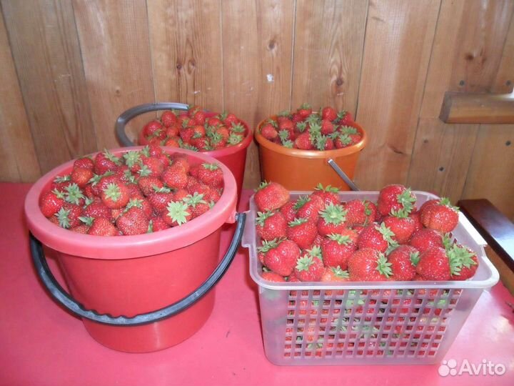 Клубника с доставкой