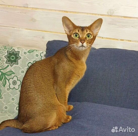 Абиссинская кошка