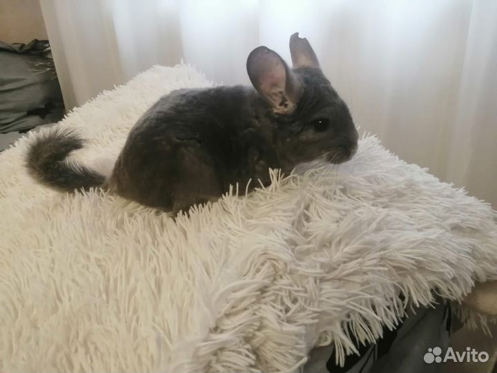 Шиншилла