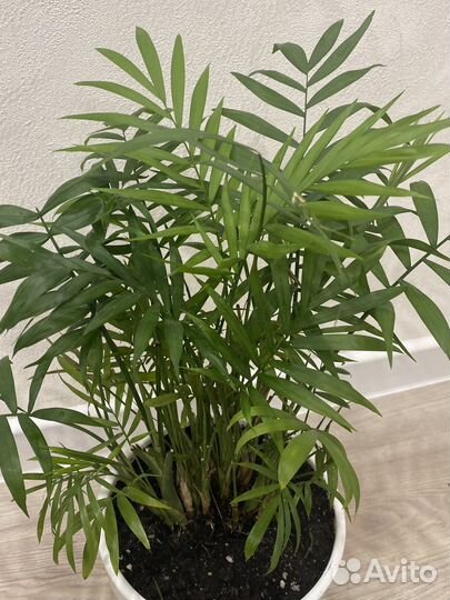 Пальма хамедорея