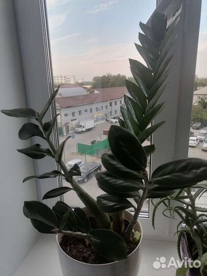 Замиокулькас