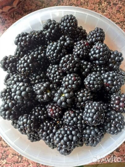 Ежевика ягода