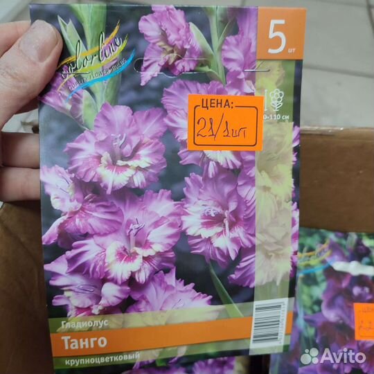 Гладиолусы луковицы