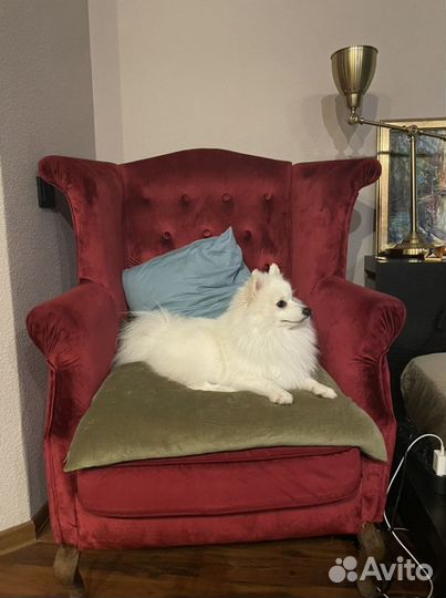 Японский шпиц. Вязка