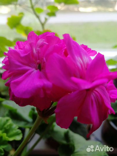 Пеларгония герань