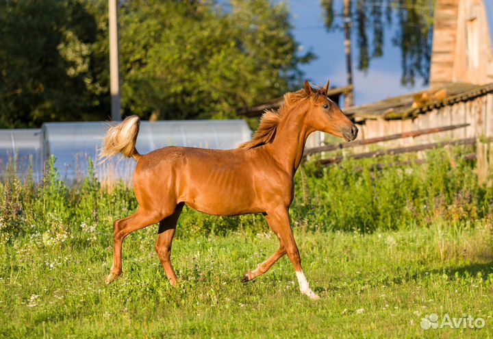 Жеребчик,пони кобылка