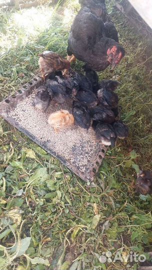 Куры несушки