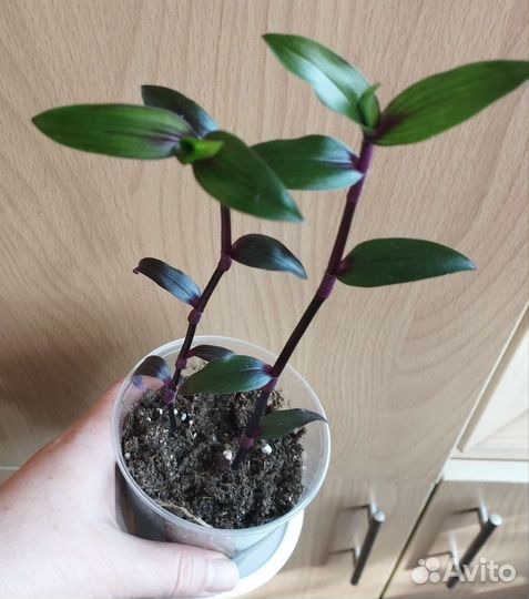 Традесканции