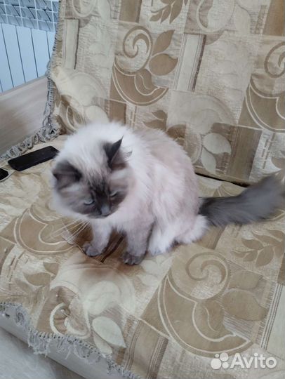 Кошки беженцы