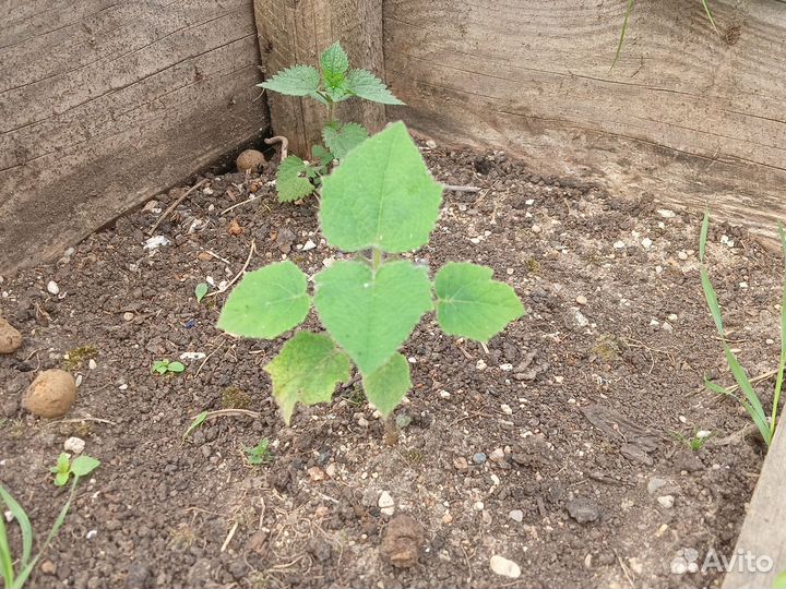 Дуб канадский красный. Саженцы