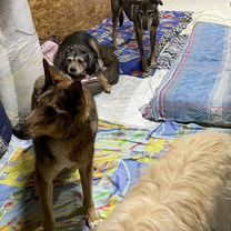 Взрослый пёс в добрые руки