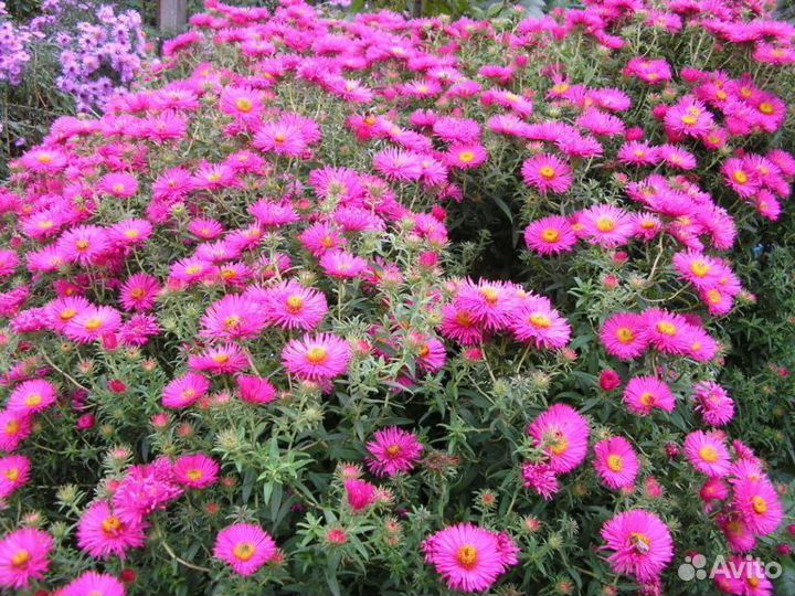 Многолетники садовые