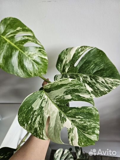 Монстера вариегатная альба
