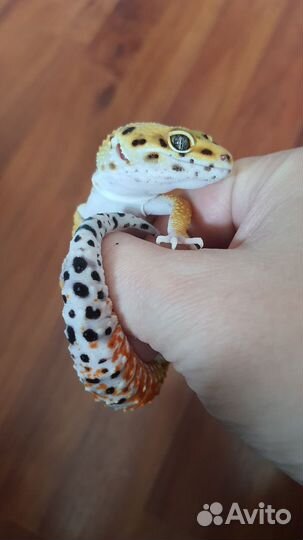 Эублефар самец 9 месяцев