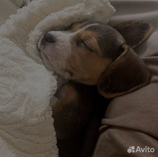 Щенки бигль девочка