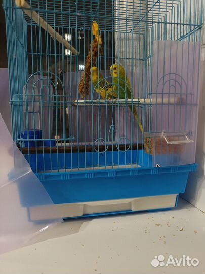 Волнистый попугай