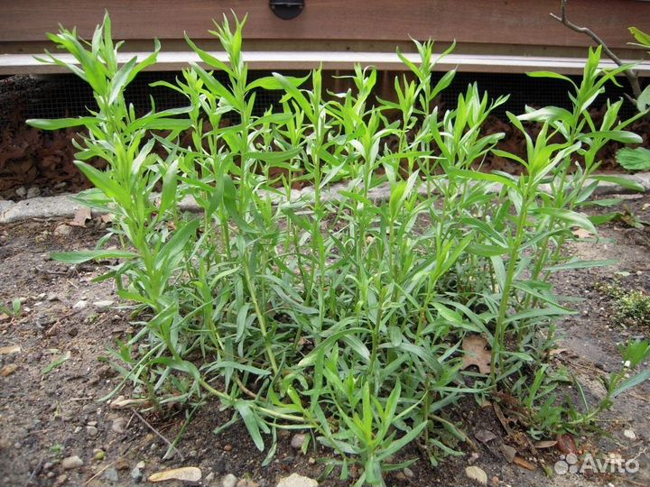 Эстрагон (тархун) Artemisia dracunculus