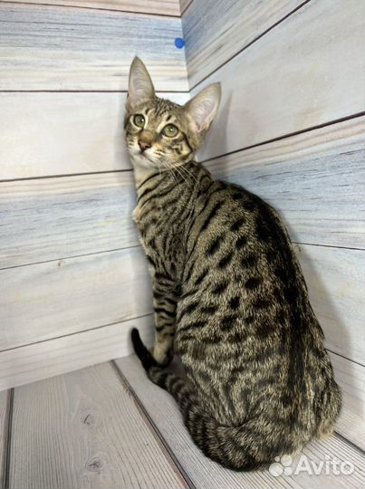 Саванна Ф5 SBT