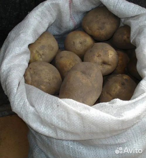 Картошка домашняя