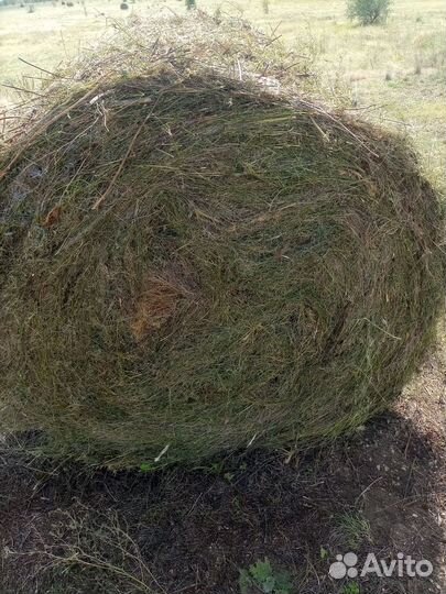 Продам сено в рулонах свежий укос