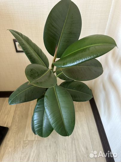 Фикус эластика робуста 60 см