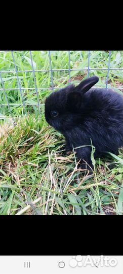 Кролики вязка