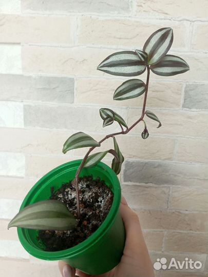 Традесканции, сингониум, сциндапсус