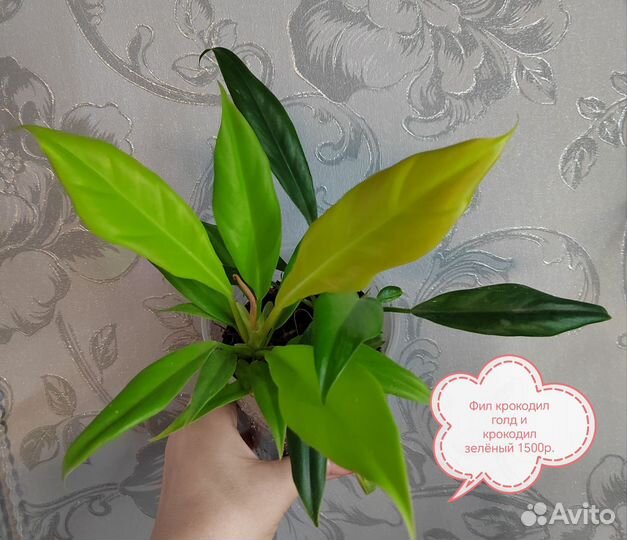 Филодендрон крокодил голд