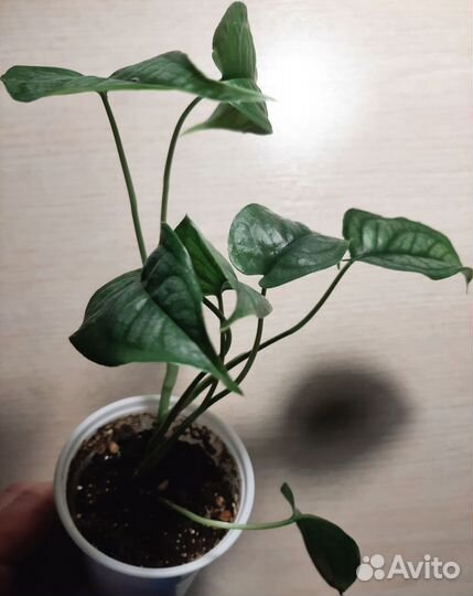 Ампельные и не только