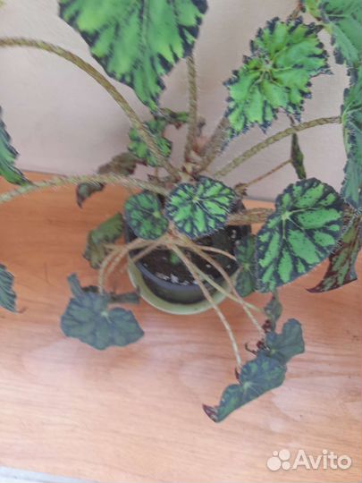 Бегония,бегония тигровая,дримиопсис пятнистый