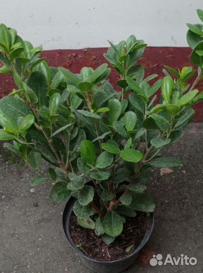 Фикус груглолистный