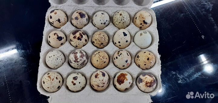 Яйца перепелиные