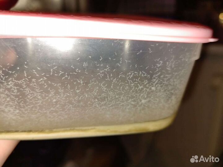 Сомики анцитрусы