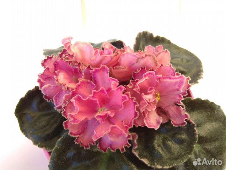 Сортовые фиалки