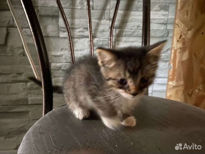 Кошки в добрые руки бесплатно
