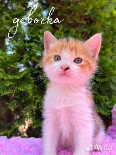 Котята в добрые руки