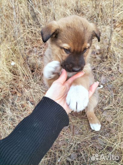 Щеночек Рик в добрый дом