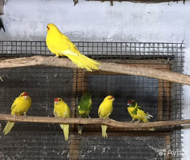 Попугаи Какарики птенцы