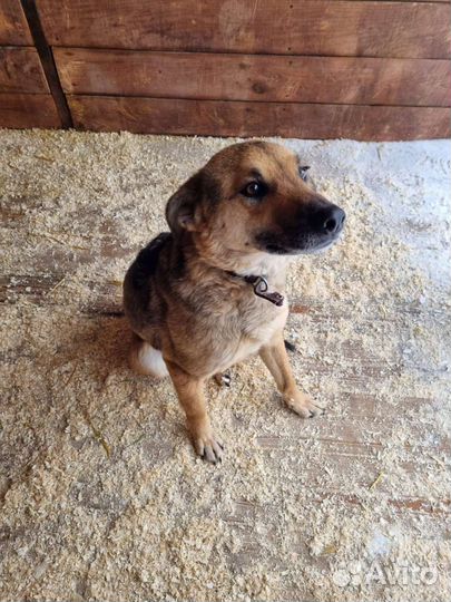 Собака ждёт тебя